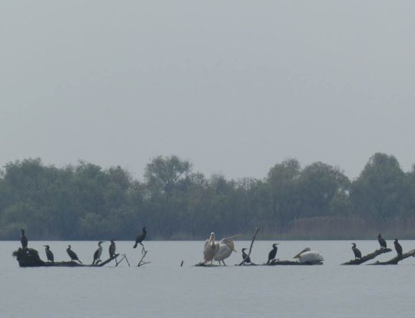 Pelikane im Donaudelta 2019