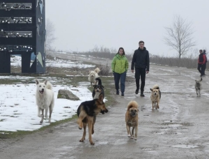 Wilde Hunde in Rumaenien 2018