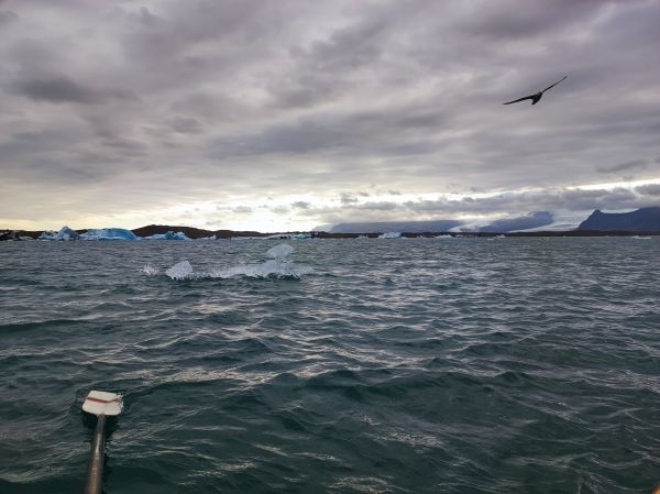 Auf der Eislagune Island 2022